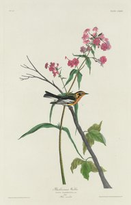 Blackburnian Warbler, 1832. 作者 罗伯特·哈维尔