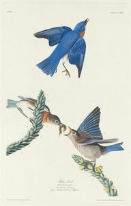蓝鸟，1831年。 作者 罗伯特·哈维尔