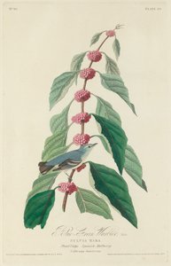 蓝绿莺，1828年。 作者 罗伯特·哈维尔