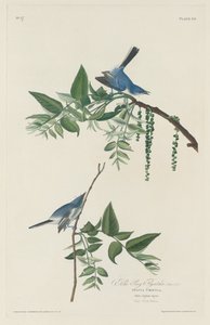 蓝灰色的飞鸟，1830年。 作者 罗伯特·哈维尔