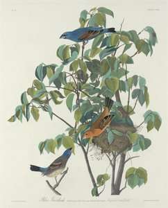 蓝斑鸟，1831年。 作者 罗伯特·哈维尔