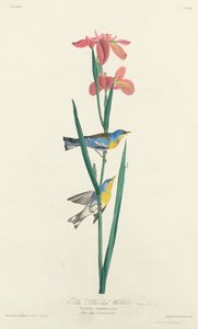 蓝黄背莺，1827年。 作者 罗伯特·哈维尔