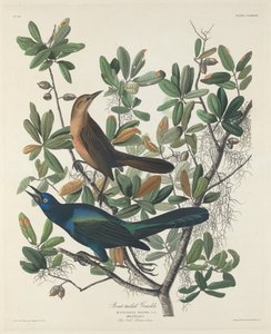 船尾鹩哥，1834年。 作者 罗伯特·哈维尔