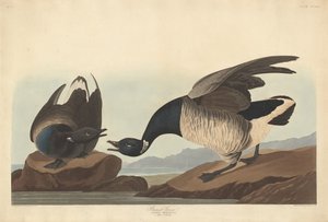布兰特鹅，1837年。 作者 罗伯特·哈维尔