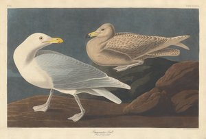 Burgomaster Gull, 1837年。 作者 罗伯特·哈维尔