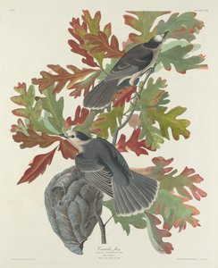 加拿大杰伊，1831年。 作者 罗伯特·哈维尔