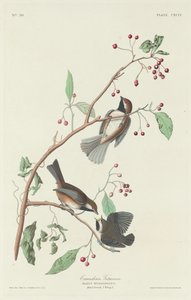 加拿大山雀，1834年。 作者 罗伯特·哈维尔