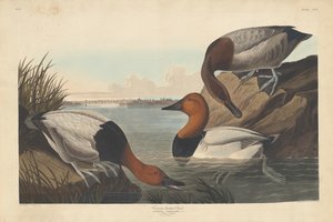 帆布背鸭，1836年。 作者 罗伯特·哈维尔