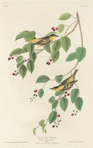 碳化莺，1829年。 作者 罗伯特·哈维尔