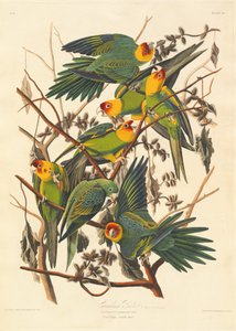 卡罗莱纳州鹦鹉，1827年。 作者 罗伯特·哈维尔