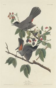 猫鸟，1832年。 作者 罗伯特·哈维尔