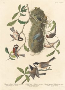 栗背山雀、黑帽山雀和栗冠山雀，1837年。