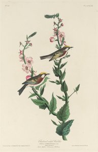 栗子边莺，1829年。 作者 罗伯特·哈维尔