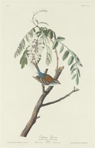 削皮麻雀，1831年。 作者 罗伯特·哈维尔