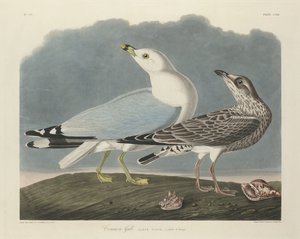 普通海鸥，1834年。 作者 罗伯特·哈维尔