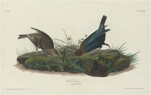 牛斑鸠，1830年。 作者 罗伯特·哈维尔
