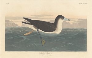 Dusky Petrel, 1836. 作者 罗伯特·哈维尔