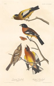 晚霞鸟和斑纹鸟，1837年。