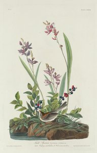 野生麻雀，1832年。 作者 罗伯特·哈维尔