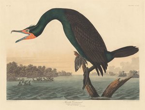 佛罗里达鸬鹚，1835年。 作者 罗伯特·哈维尔
