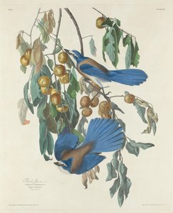 佛罗里达州鸟类，1830年。