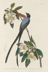 叉尾飞鸟，1833年。 作者 罗伯特·哈维尔