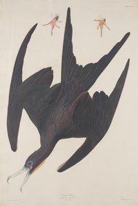 鹈鹕号护卫舰，1835年。 作者 罗伯特·哈维尔
