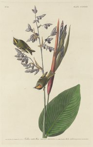 金冠鹪鹩，1833年。 作者 罗伯特·哈维尔