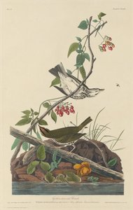 金冠鸫，1832年。 作者 罗伯特·哈维尔