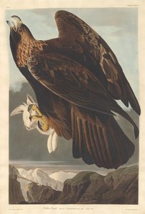 金鹰，1833年。 作者 罗伯特·哈维尔