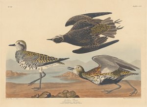 金鸻，1836年。 作者 罗伯特·哈维尔