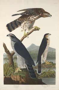 Goshawk和Stanley Hawk，1832年。 作者 罗伯特·哈维尔