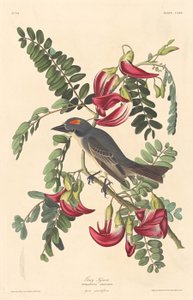 灰色的暴君，1833年。 作者 罗伯特·哈维尔