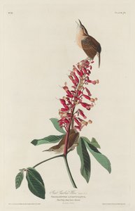大卡罗莱纳州鹪鹩，1830年。 作者 罗伯特·哈维尔