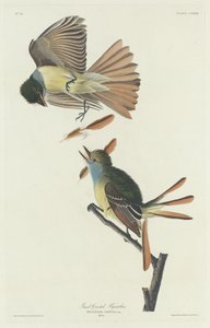 大凤头鶲，1832年。 作者 罗伯特·哈维尔