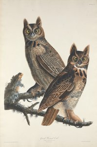 大角猫头鹰，1829年。