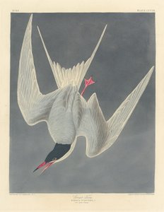 大燕鸥，1836年。