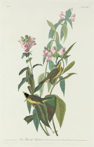 绿色黑章鶲，1831年。 作者 罗伯特·哈维尔