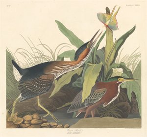 绿鹭，1836年。 作者 罗伯特·哈维尔