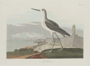 Greenshank, 1835. 作者 罗伯特·哈维尔