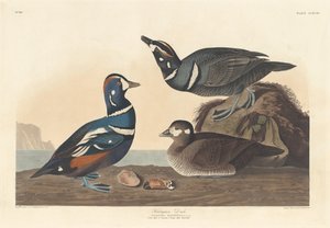 Harlequin Duck，1836年。 作者 罗伯特·哈维尔