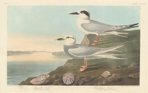 哈维尔的燕鸥和特鲁多的燕鸥，1838年。 作者 罗伯特·哈维尔