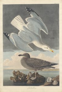 鲱鱼鸥，1836年。 作者 罗伯特·哈维尔