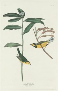 Hooded Warbler, 1831. 作者 罗伯特·哈维尔