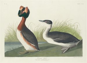 角鸊鷉，1835年。 作者 罗伯特·哈维尔