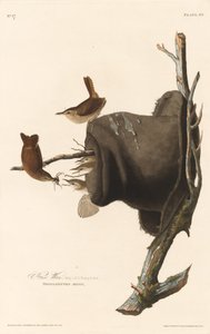 House Wren, 1830年。 作者 罗伯特·哈维尔