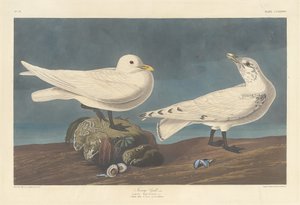 象牙鸥，1836年。 作者 罗伯特·哈维尔