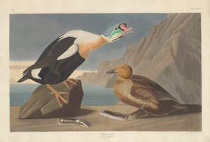 鸭王，1835年。