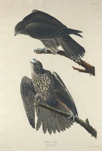 拉布拉多猎鹰，1834年。 作者 罗伯特·哈维尔
