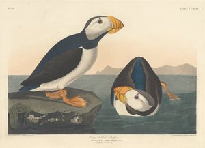大嘴海雀，1836年。 作者 罗伯特·哈维尔